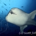 shark_whale_mo_ci_h_0296_cos2649.jpg
